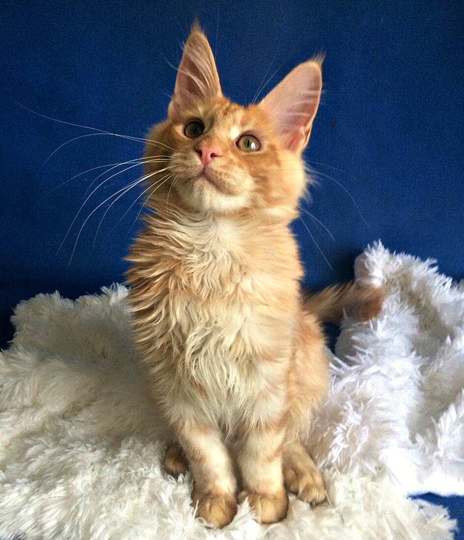 Фото котёнка из питомника Adamand-coon