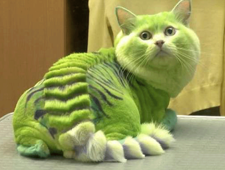 Мне кажется делать из кота киви было не лучшей идеей...