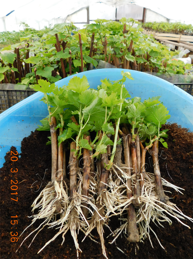 Корни у черенков винограда.