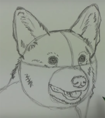 Ориентируясь на размеченные линии рисуем глаза, морду и нос. Добавляем плавные линии с элементами штриховки, придавая ушам и морде более мягкую, правильную форму. Намечаем штрихами внутреннюю часть ушей.
