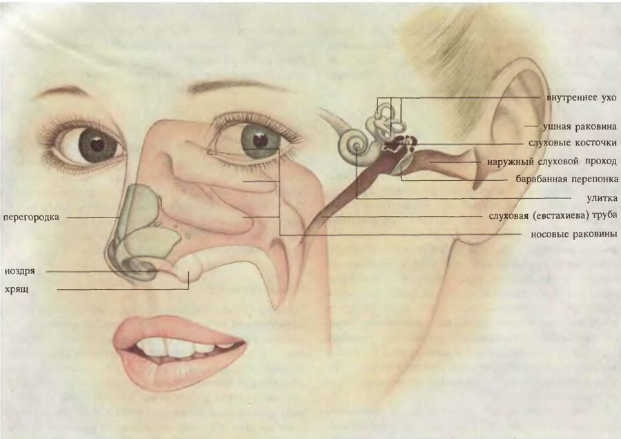 Перелом носа со смещением и без – признаки, лечение, операция