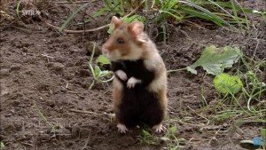 Необходимость борьбы с хомяками обусловлена такими причинами: