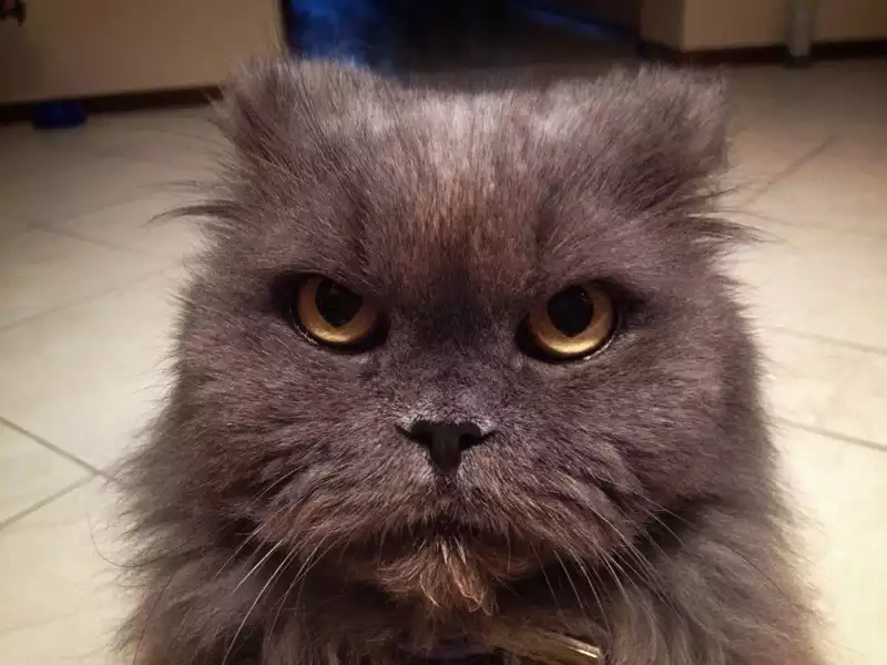 Голодный кот.