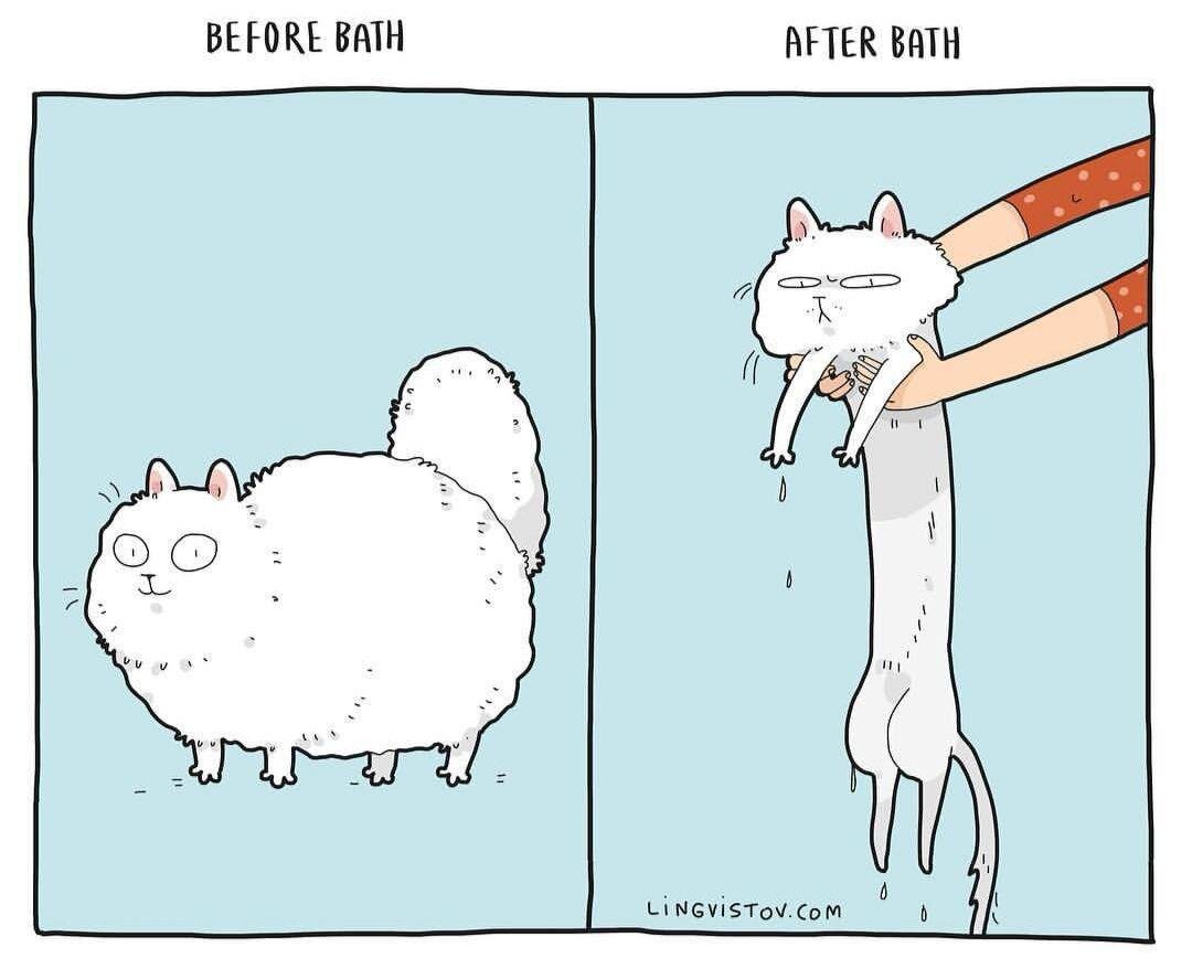 Мяу. Оскорбительный. Комиксы с котами жизненные. Коты юмор. Типичные коты.