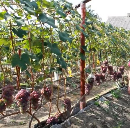 При сортовом выборе   винограда, который вы хотите выращивать нужно руководствоваться, кроме  всего прочего и потребностью этих сортов в тепле по срокам созревания за  весь период-от распускания почек, до полного созревания урожая.
ОРИЕНТИРОВОЧНЫЕ ПОКАЗАТЕЛИ СУММЫ ТЕМПЕРАТУР
