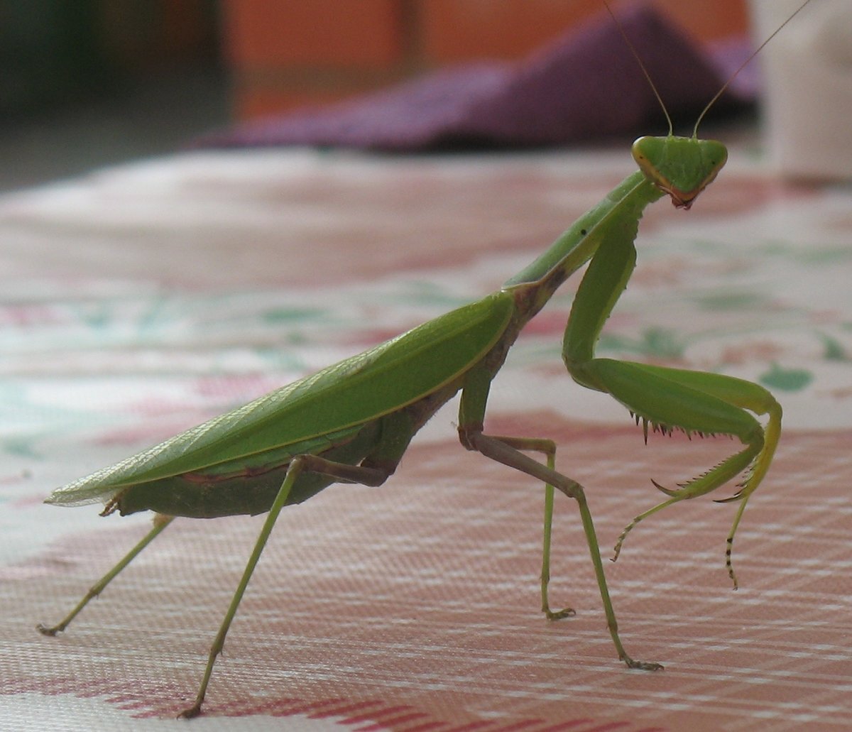 Фото взято с просторов https://yandex.ru