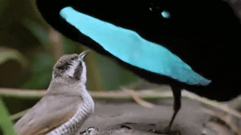 Брачный танец в действии.