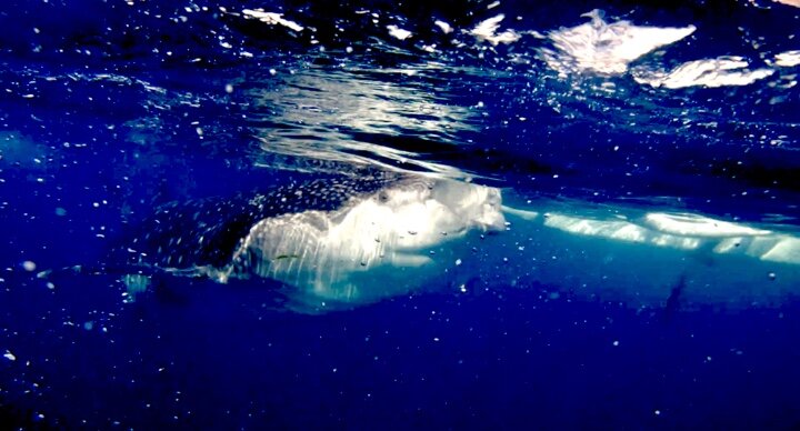 Китовая акула в Ослобе(Себу, Филиппины)