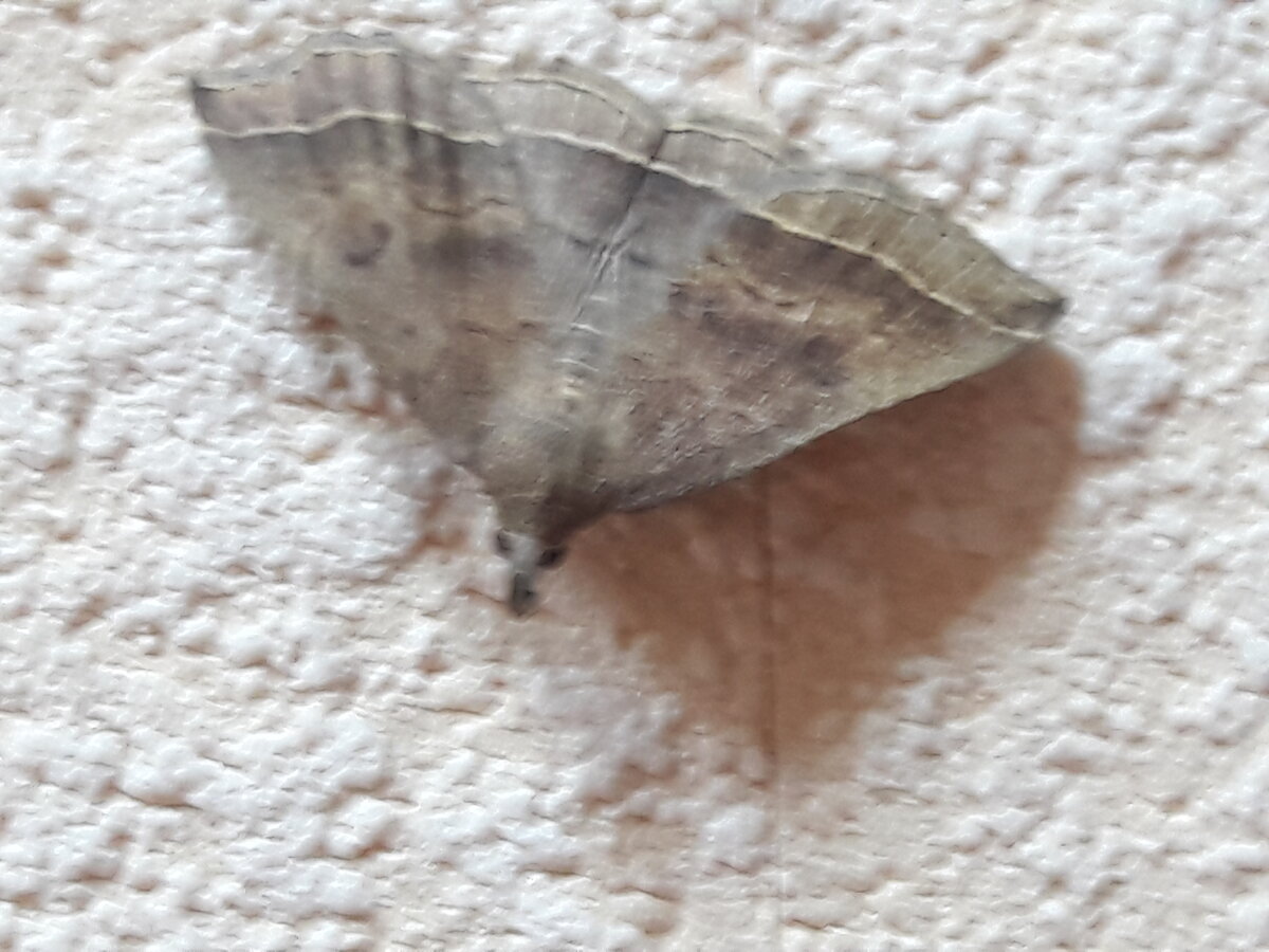 Эта бабочка смотрела, как её фотографируют...