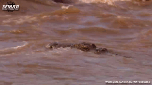 Крокодил нападает на мать-антилопу и утаскивает её.