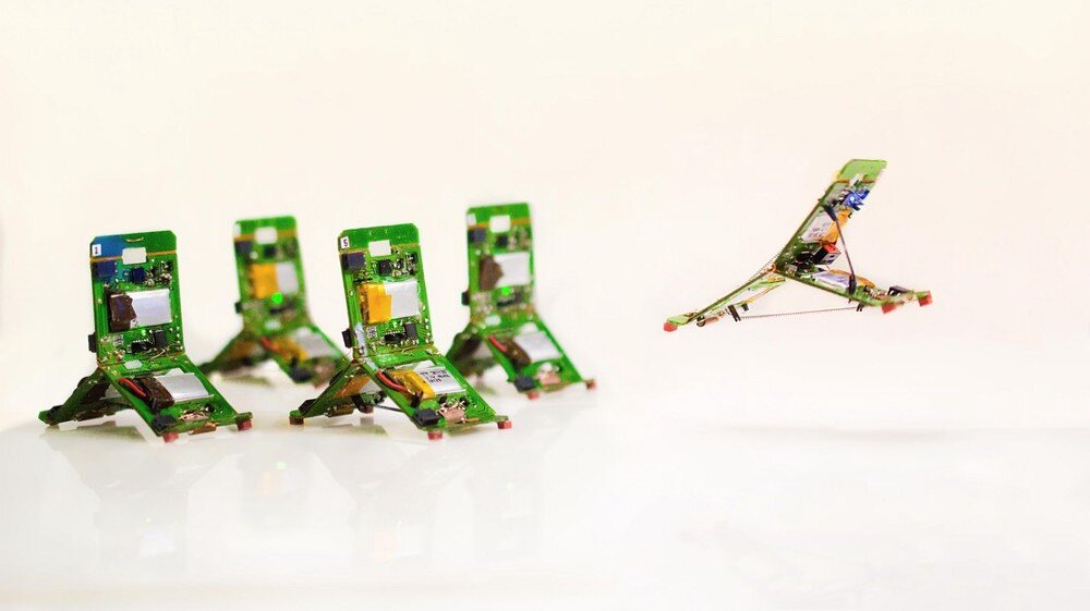 Триботы — “муравии-трансформеры”, один из которых прыгнул. Фото: Zhenishbek Zhakypov / 2019 EPFL