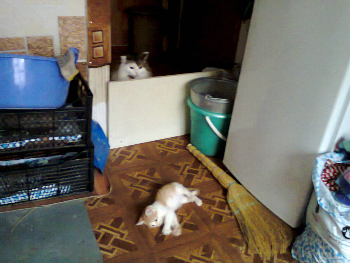 По присмотром строгой няньки...   Фото из личного архива автора.