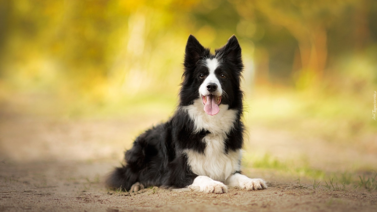 бордер-колли