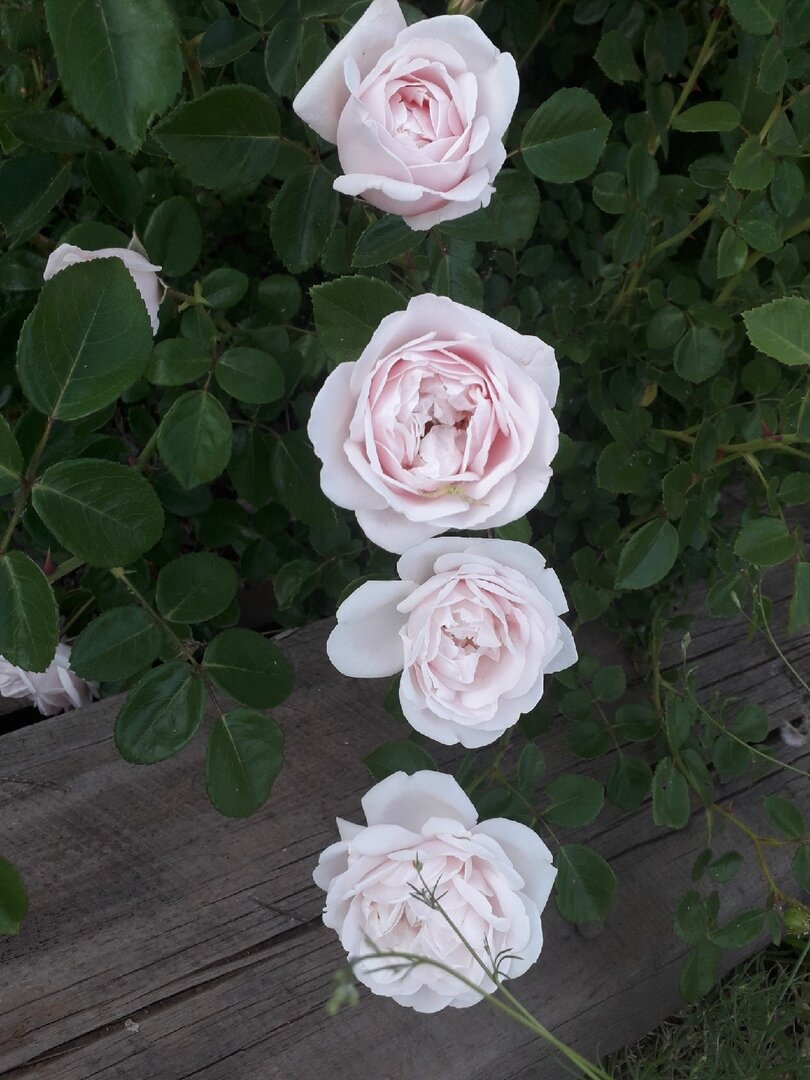 Мои плетистые красавицы