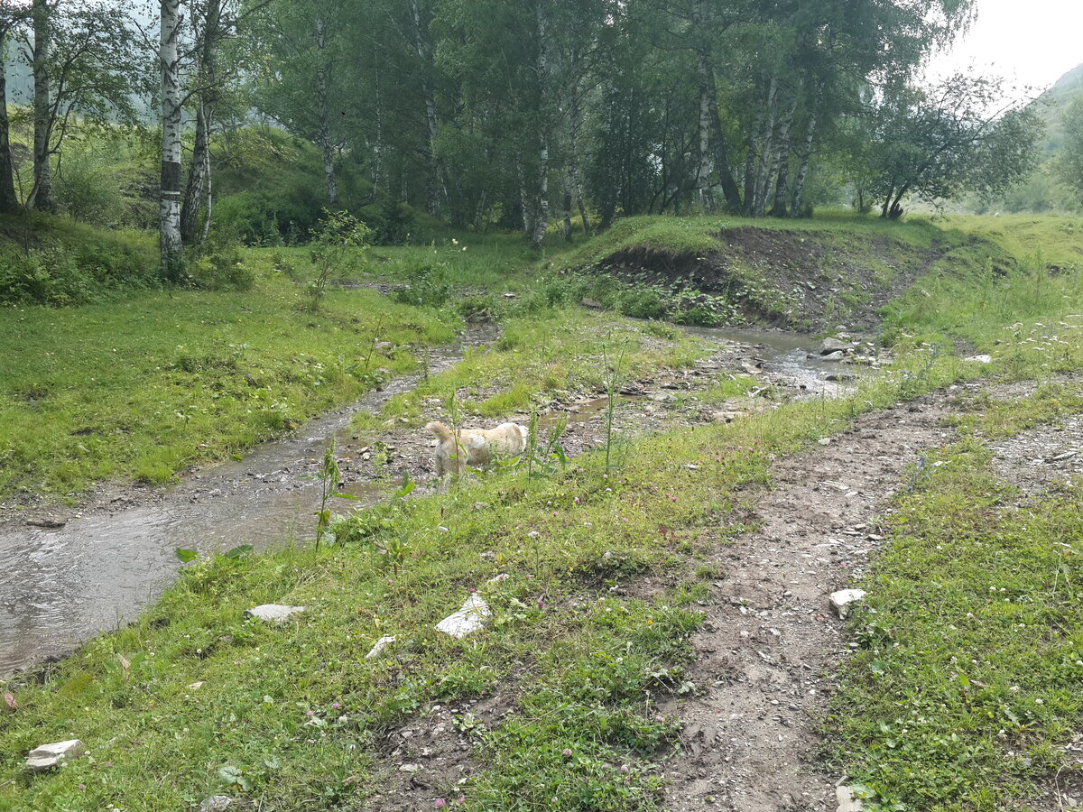 Дива в речке охлаждается.