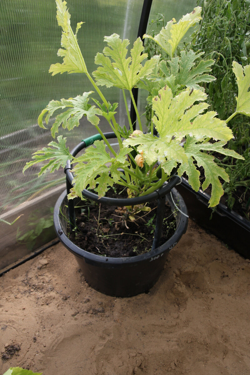 Опоры для кабачков, которые растут в ящике в теплице