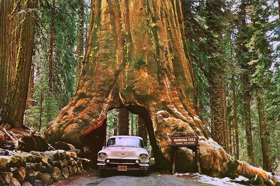 Sequoia National Park