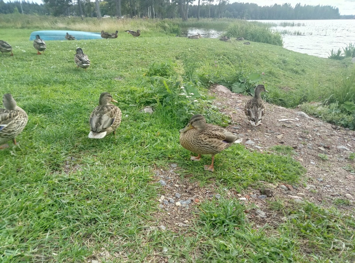 Монастырские утки