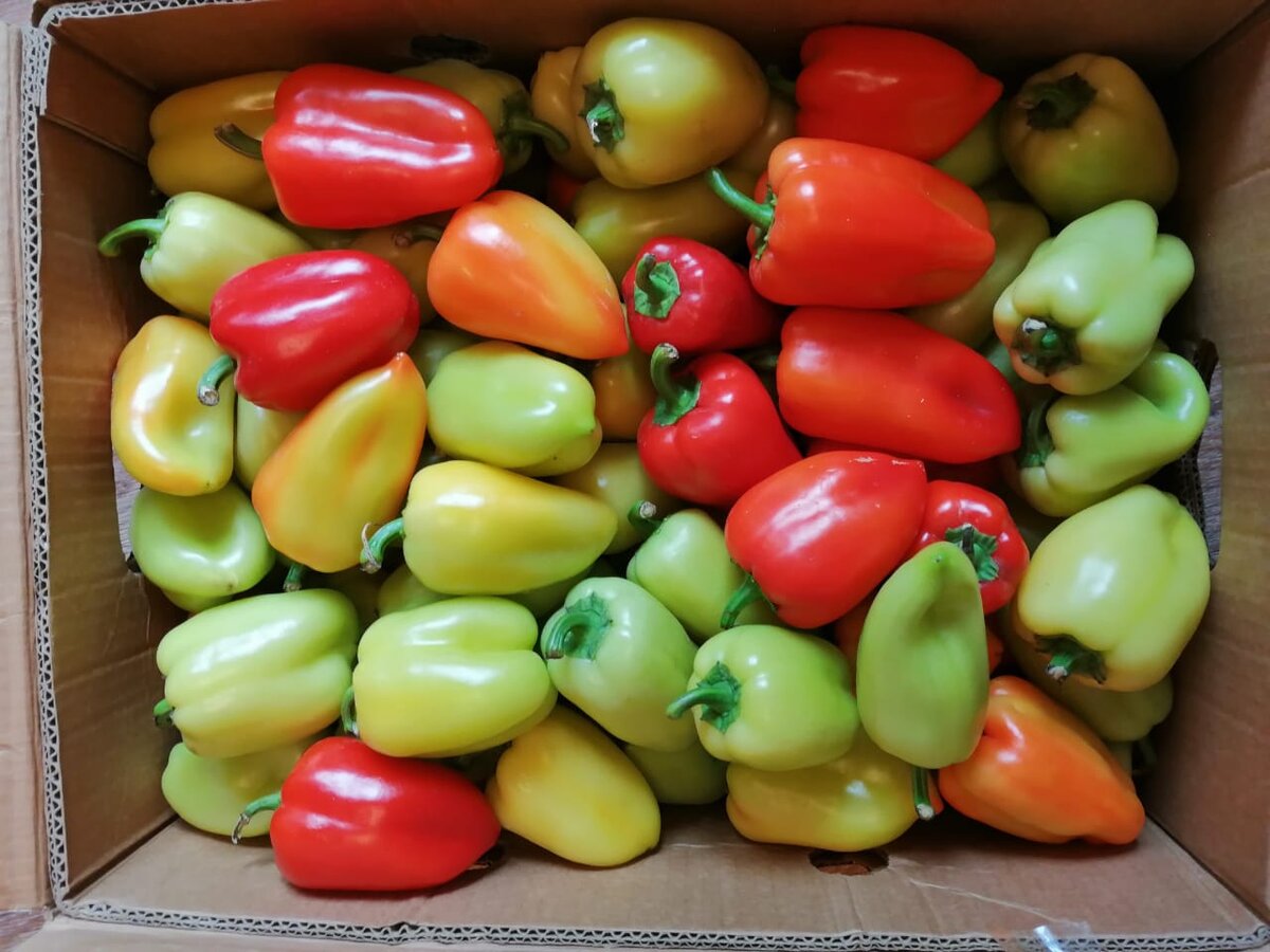 Перец сладкий 30 р за кг