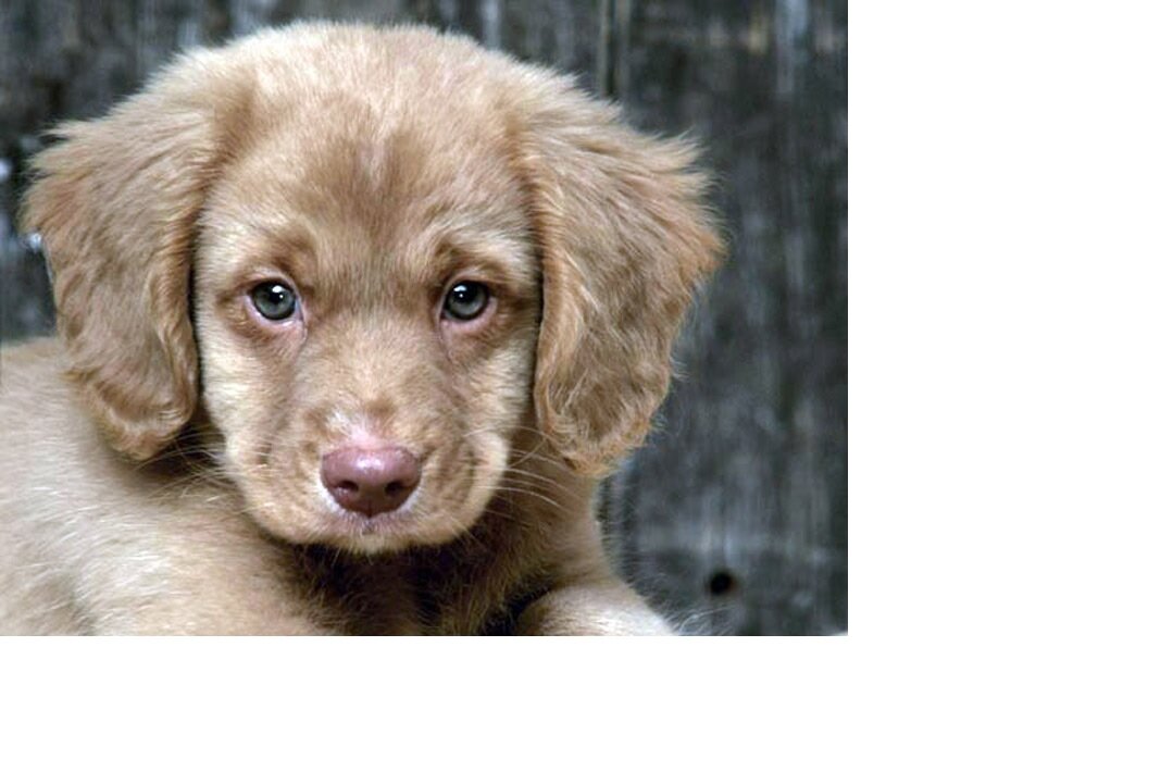 Воспитать друга - это искусство, которому может научиться любой. Главное - это терпение.