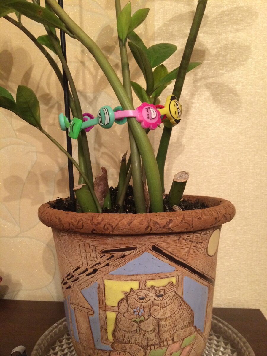 Долларовое дерево