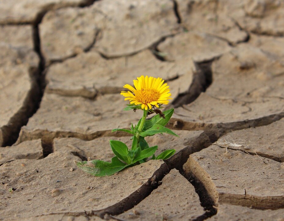 https://pixabay.com/ 