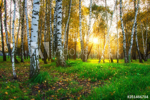 https://stock.adobe.com/ru/images/autumn-birch-trees-in-bright-sunlight-forest-nature-landscape-at-sunset/261466784?as_channel=affiliate&as_campaign=pexels&as_source=arvato&tduid=af60d438f48c19249a3e8d4fd802372d&as_channel=affiliate&as_campclass=redirect&as_source=arvato