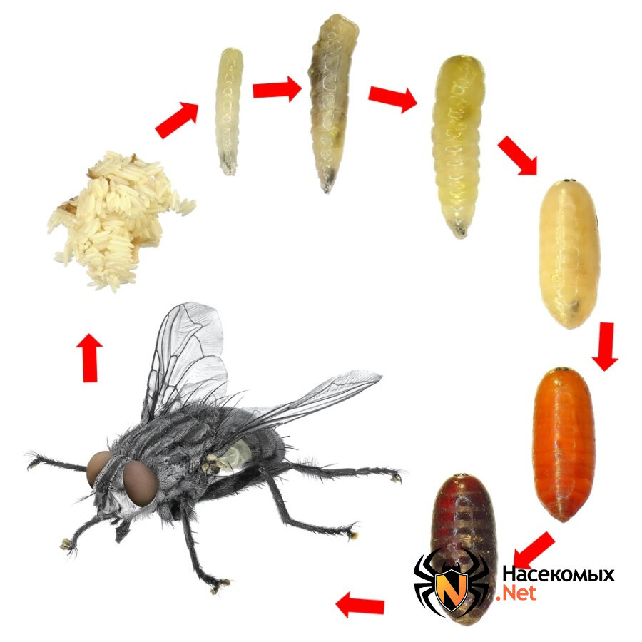 Вольфартова Муха жизненный цикл