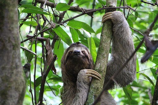 https://pixabay.com/photos/sloth-three-finger-sloth-jungle-2759724/