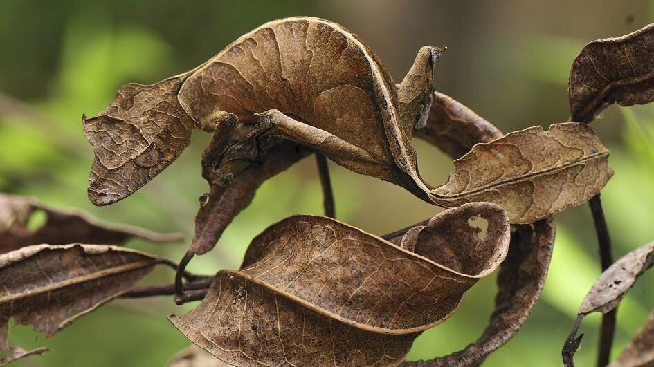 Листохвостый геккон