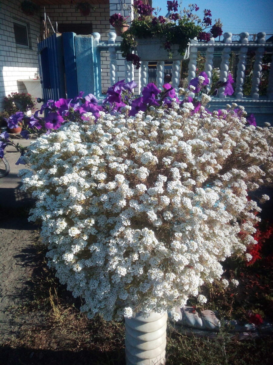 Алиссум Сноу принцесс