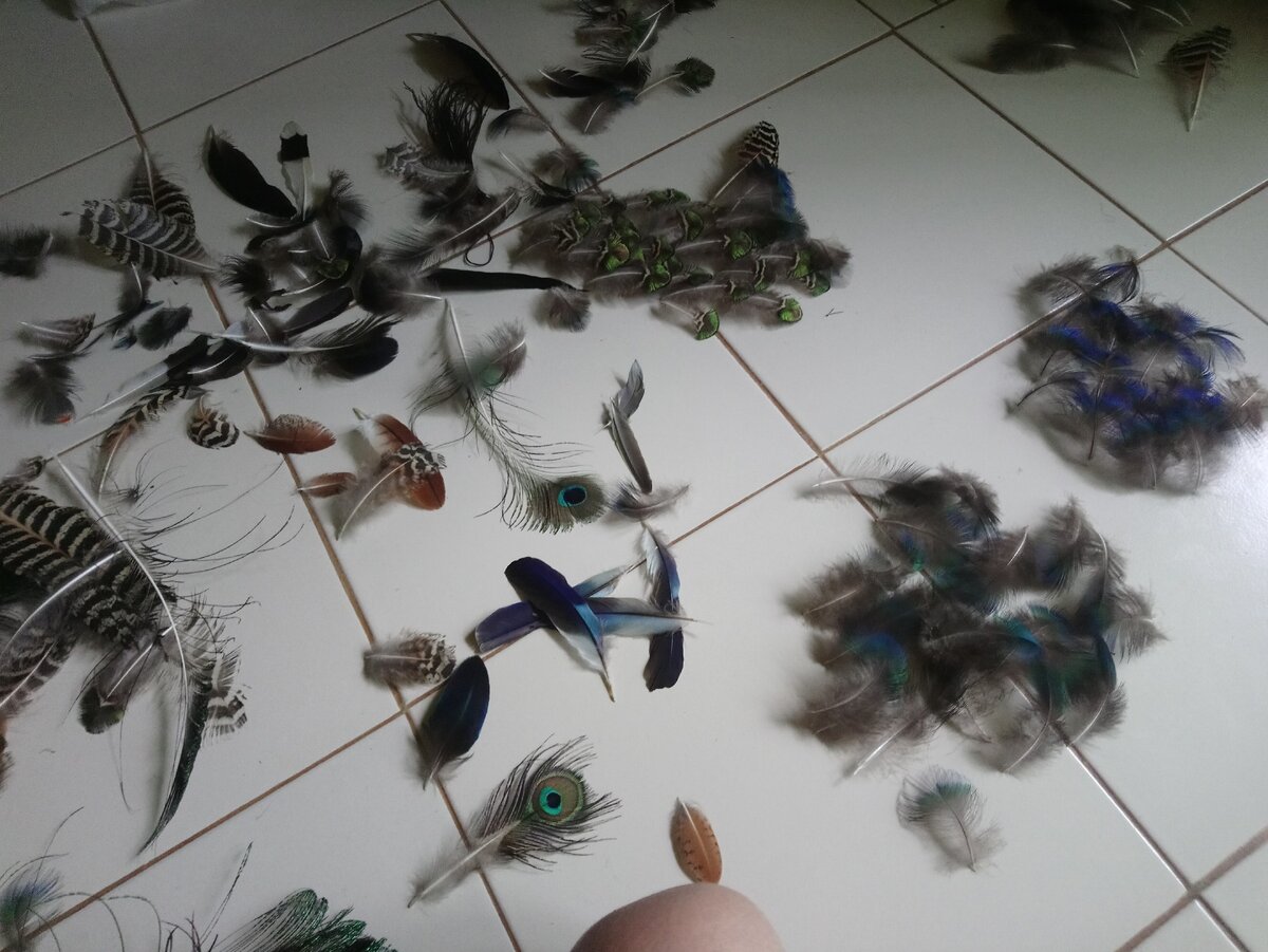 Перья павлина на традиционном кафельном полу в гоанской комнате. 