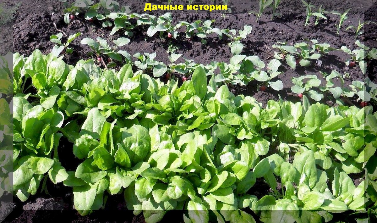 https://vk.com/photo-159774511_457243330