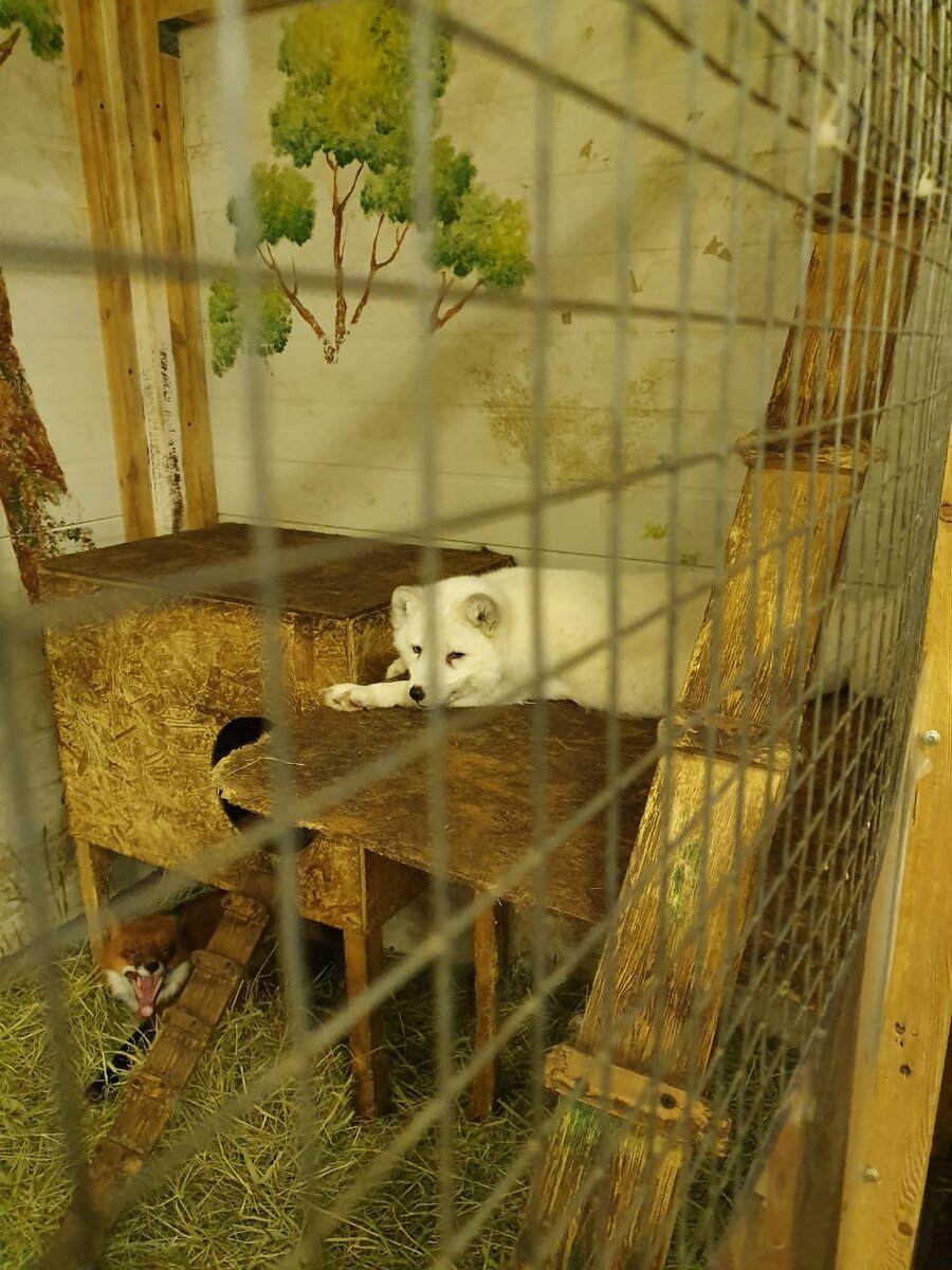 Вот в таком вальерчике проживало, как минимум 3 лисы. Еще двоих мы встретили на улице в компании зазывал.