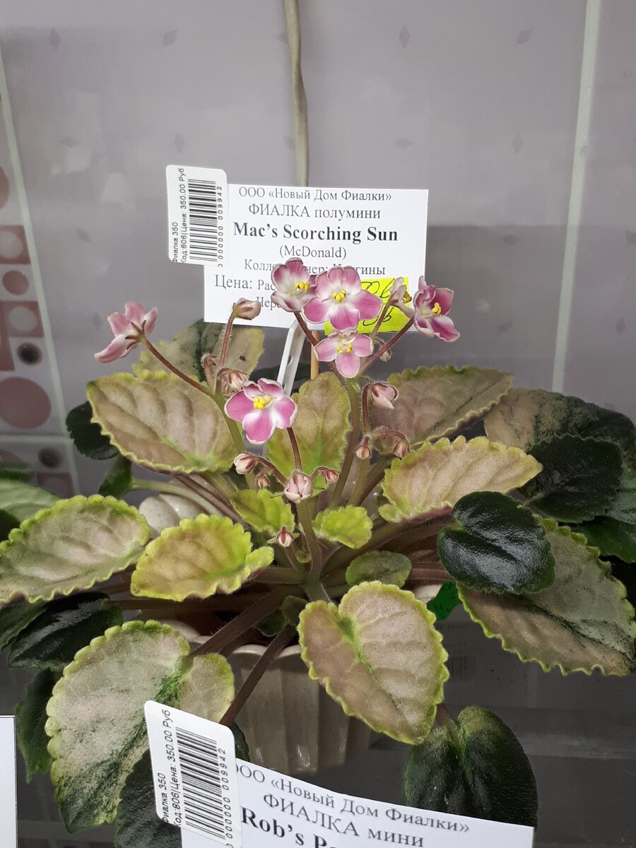 Эту необычную взяла целиком. Не перестает радовать даже нецветущая