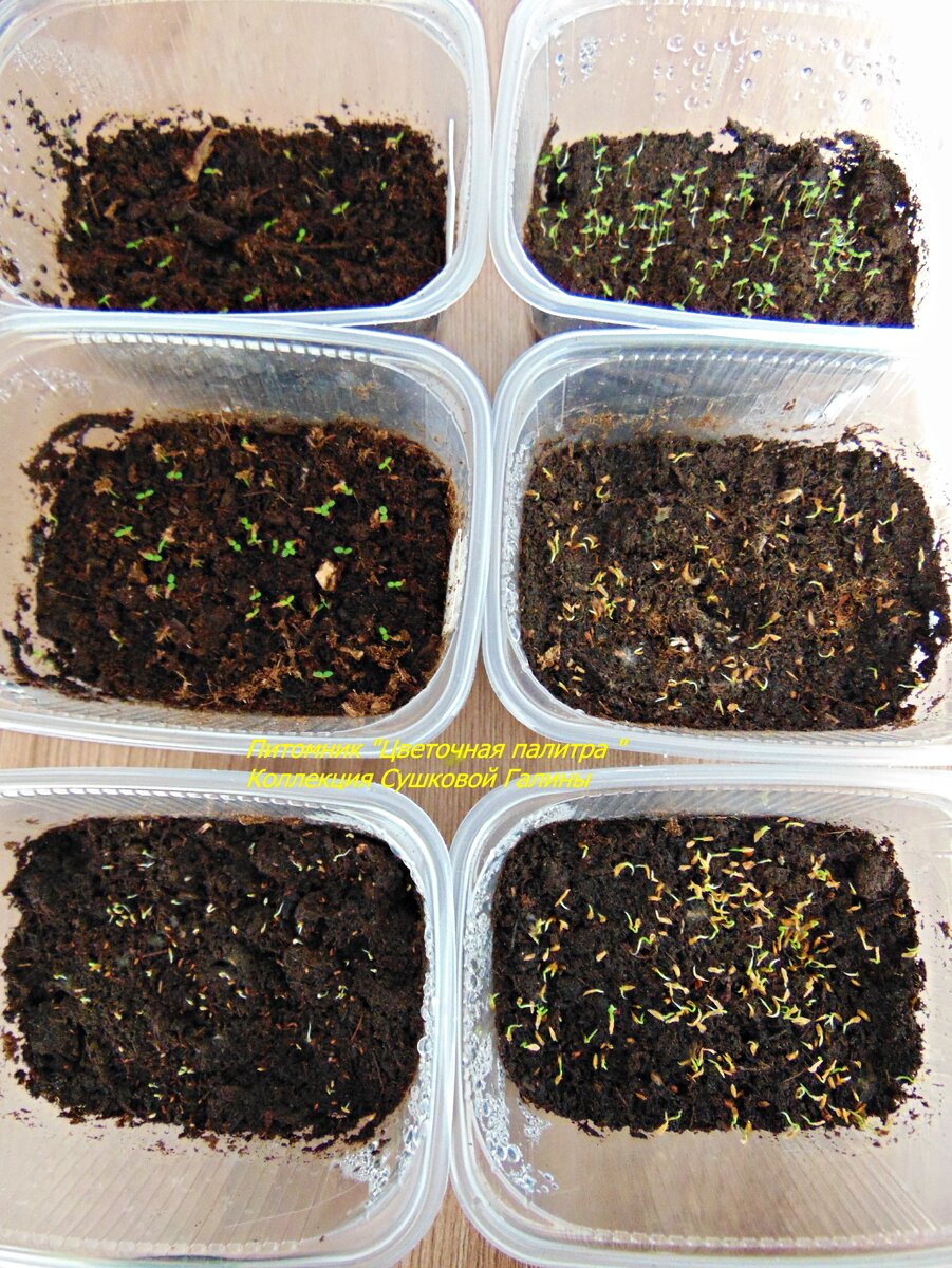 Это результат 1 месяца ,семена сеяла в 3 этапа и вот как они выглядят ,кто то только прорастать стал у кого то уже вышли семядольные листочки . Сразу скажу рододендроны растут медленно . 