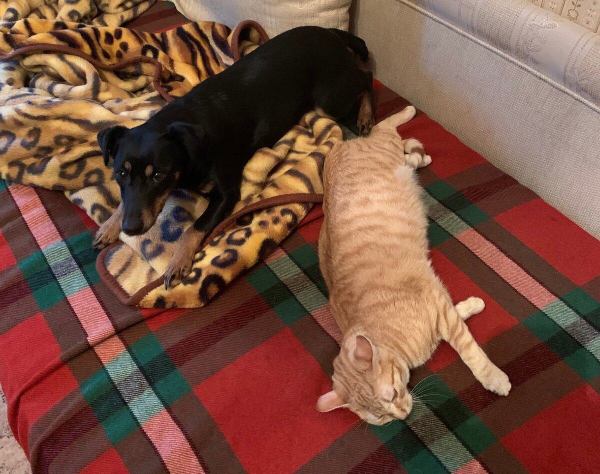 Масяня и Несси