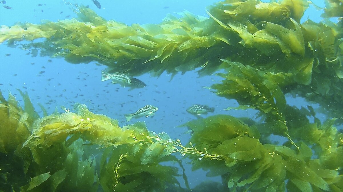 Водное растение морской салат 5