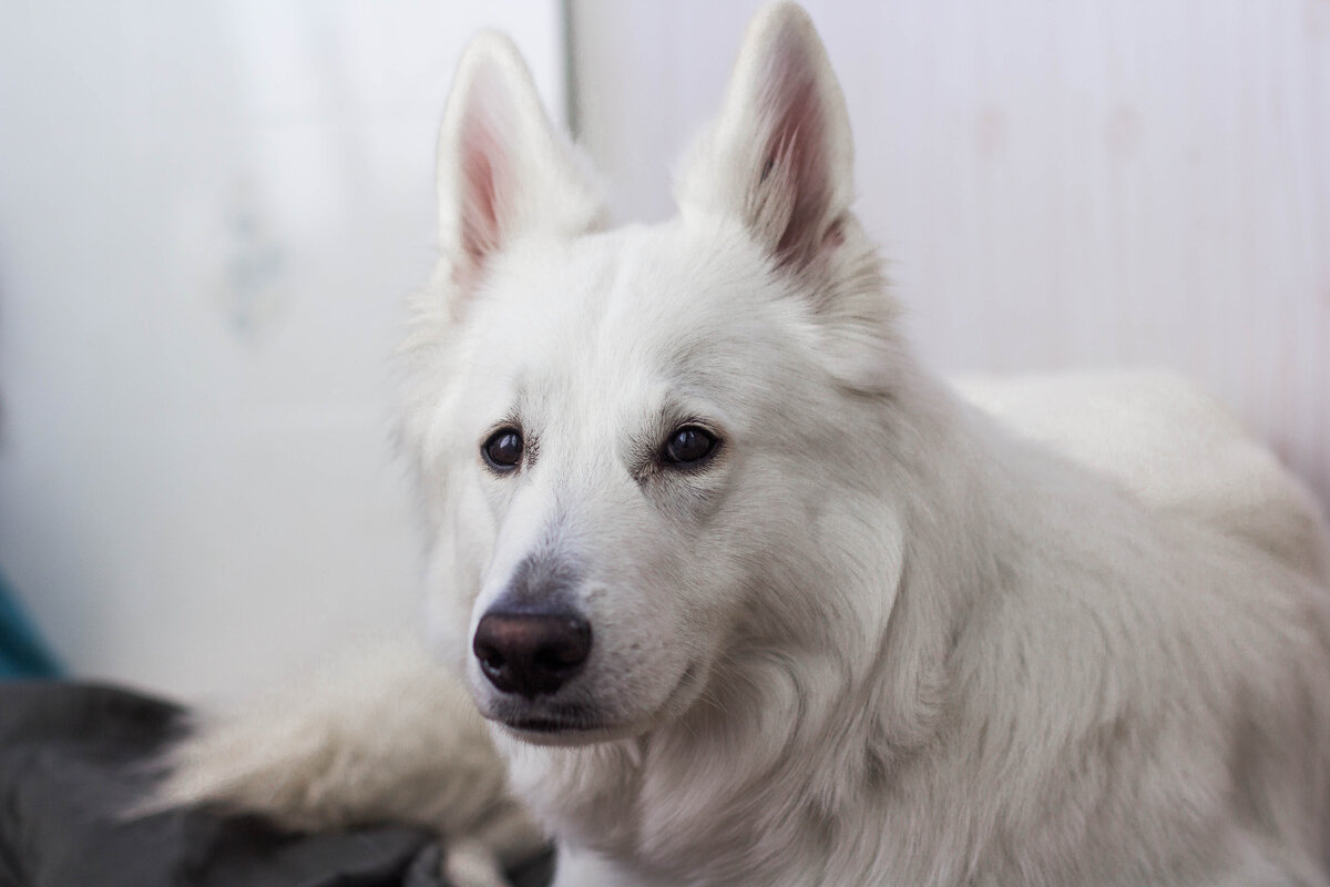 сейчас Линда уже совсем взрослая. Дома она только спит и отдыхает :)