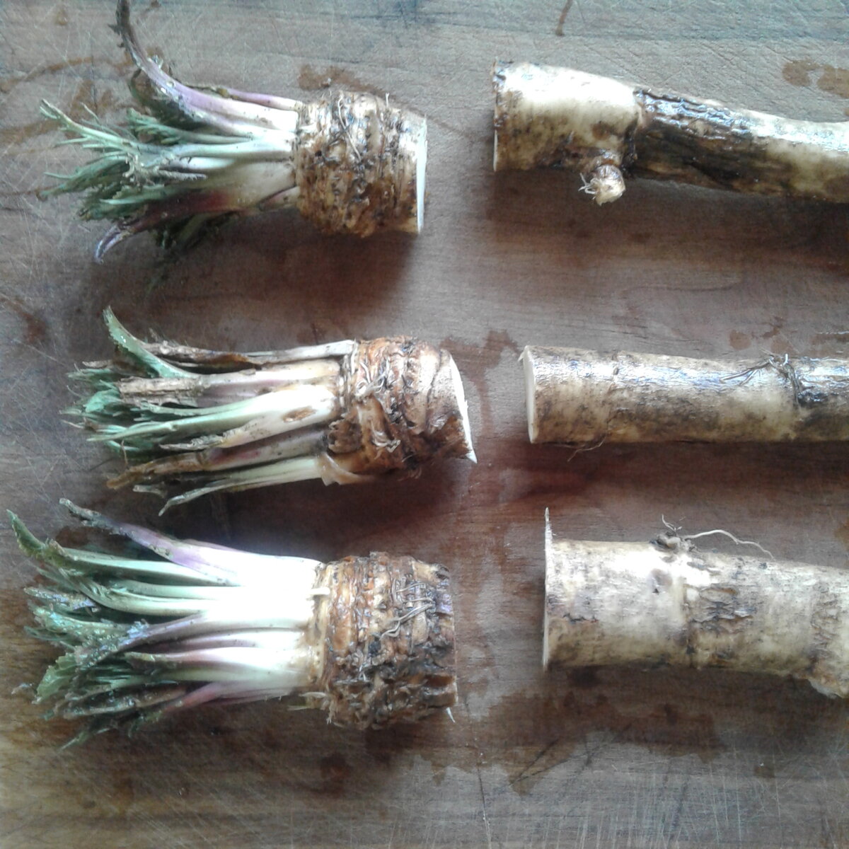 Надо отрезать верхнюю часть на 2-3 см и посадить опять в землю. 