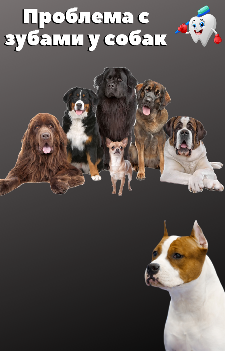 Зубной камень у собак