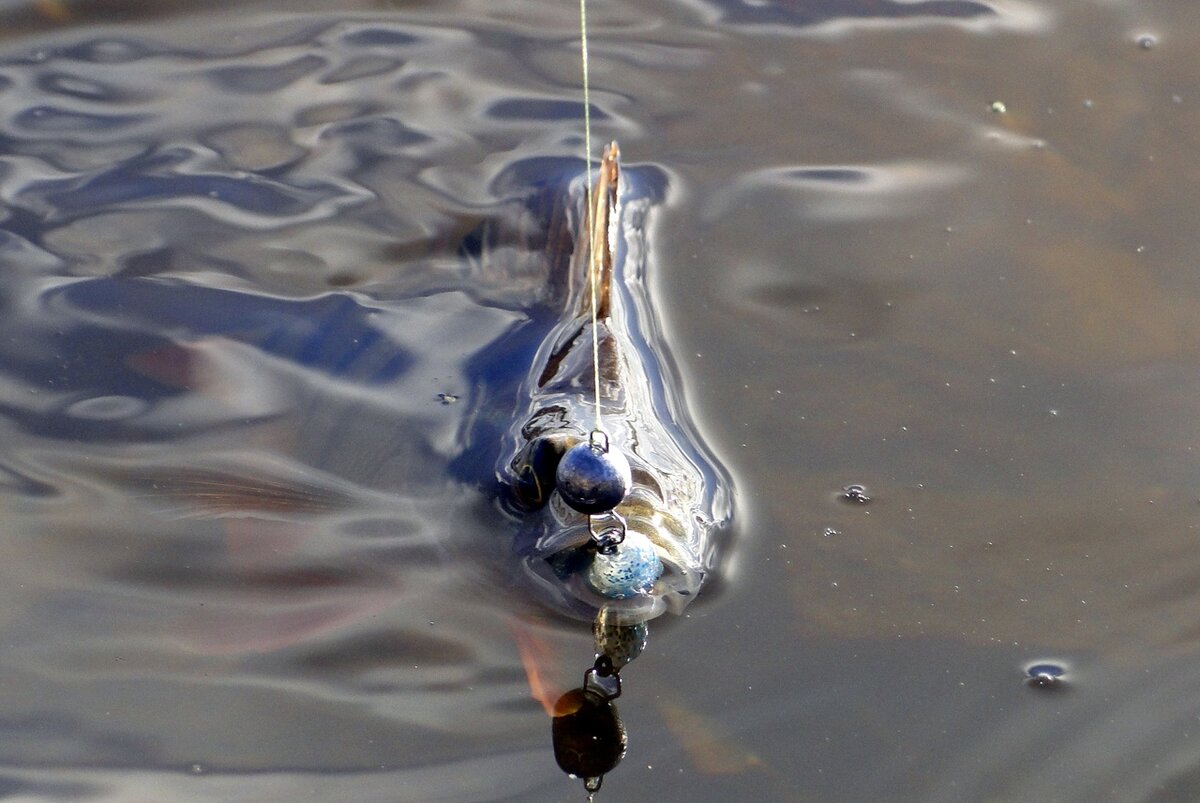 За 13 дней самоизоляции я побывал на рыбалке 5 раз... В Питере я могу, пока позволить себе ловить без последствий... Все же не на карантине после посещения забугорья, ни с кем из таких не контактировал и не в группе риска 65+