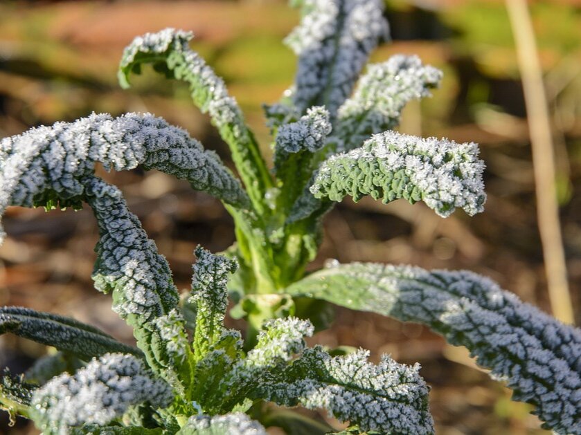 Фото: maxpixel.net