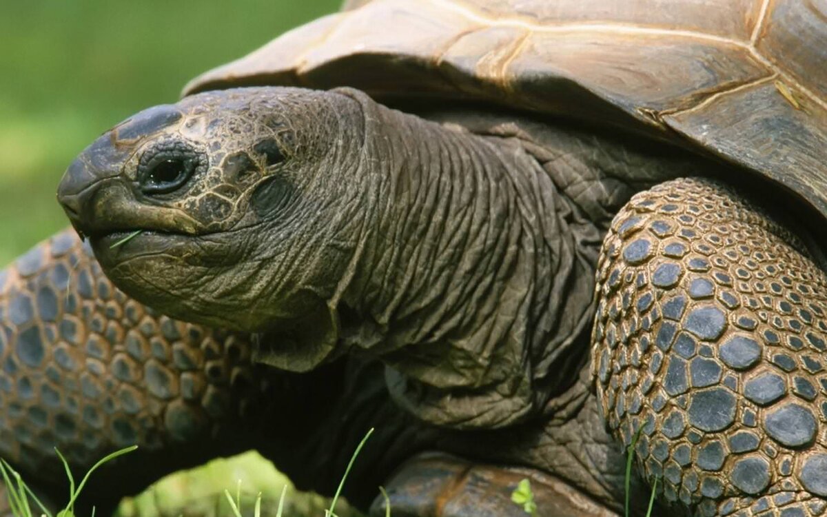 Своя ноша не тянет? А ты попробуй