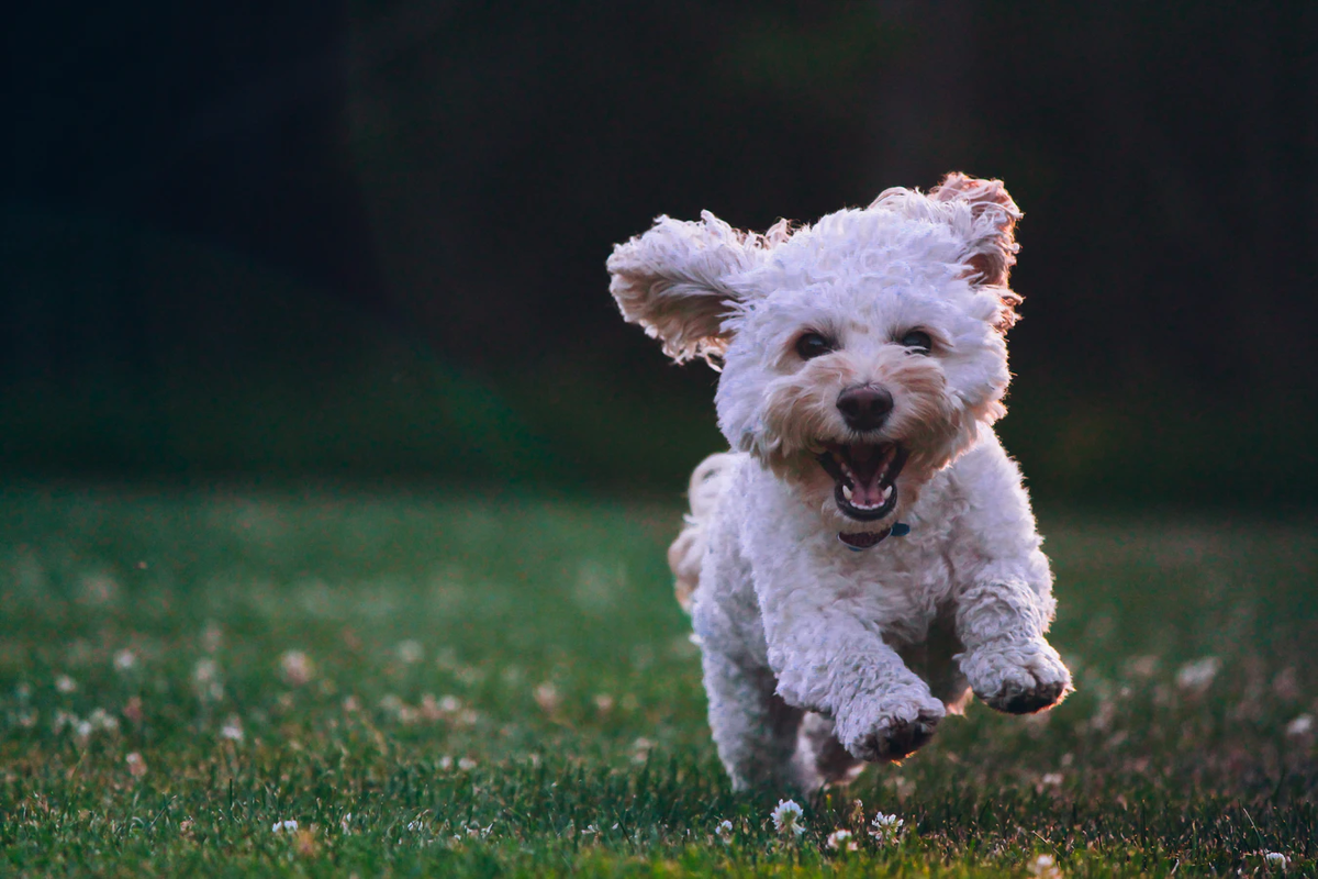 https://unsplash.com/photos/qO-PIF84Vxg