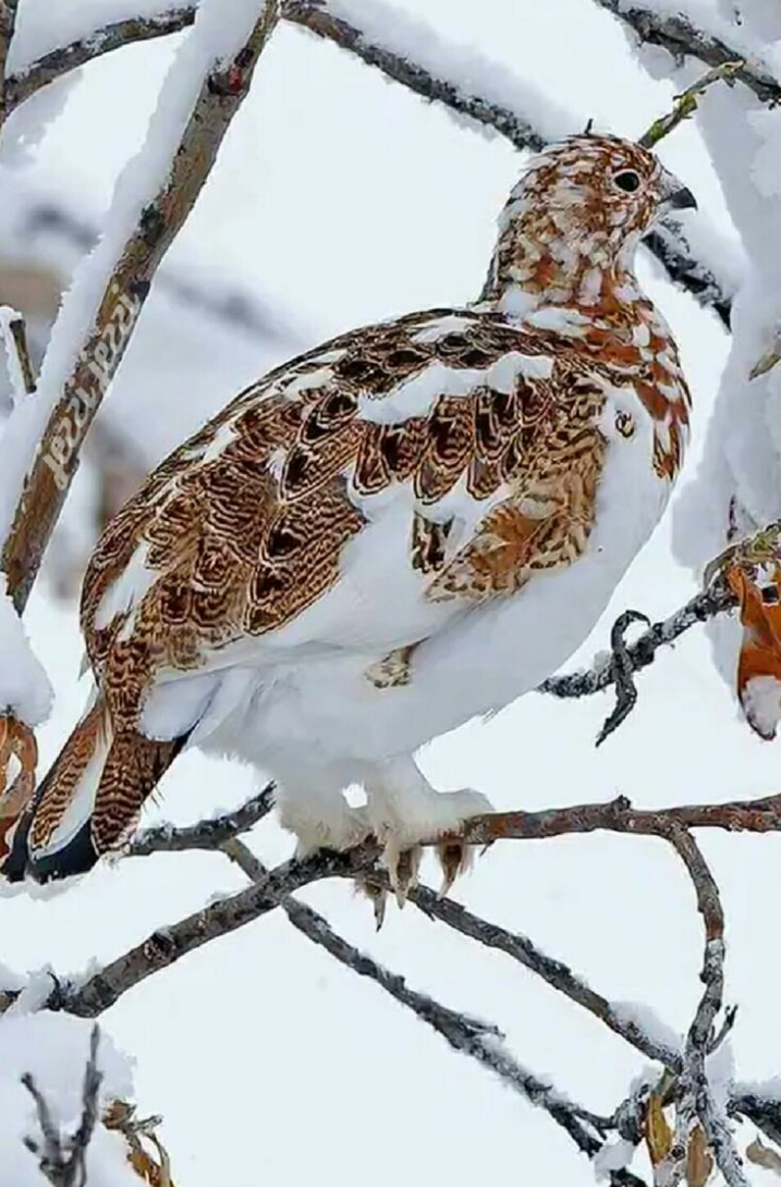 Говорят, что русский народ распался. Но это ещё не всё. Кто говорит! Разве поменяли национальность? Были русскими, стали нерусскими? Это как те, кто "распрощался" со своим полом. Вот как выкаблучивались перед оккупантом, который не чествовал русских. А укрАинцев и белоРуссов пожалуйста. Как заулыбался, когда услышал такое! Не из его ли служб подкинули это русским? Был неглупым поляк, как и немец. Только с последствиями пришествия немцев справились, безбожники!, а с последствиями пришествия поляков до сих пор не удаётся. Такими Божьими были. Божии принадлежат истине, от которой исходит правда, не лукавят, не говоря уже о том, чтоб идти против рожна. А если смотрели сквозь пальцы на то, как становились клоунами крещёные, члены русской православной общины, вдруг нерусскими уже, то значит боялись и боятся лишиться дани. А зачем те стыд и совесть! Пусть другие стыдят и совестят!  Отсюда главная проблема этой общины. Если уже нерусские, то подавай нерусскую, русская уже не нужна, хотя и православная и тысяча лет ей. Всё это надо псевдонерусским, конечно, так как нерусским своя не нужна. Устраивает и она и Таинства Общины Христа, которые в этой точно есть, так как от византийской, а византийская от иерусалимской, апостольской произошла. На этих просторах по сути одна община православных христиан, называется РПЦ по старинке. Давно не только русьских община, и есть своё слово "община", а не "церковь", которое обозначает "община". Если в этом такое, то что уж говорить о другом? Потому-то русские в таком состоянии. Несмотря на это, остальные общины слёзы по сравнению с религиозной общиной русских, не приживается, так как эти просторы крещены, посвящены Христу восточной частью христианства. Потому западная тут так действует, "меняет" национальность русским, это поддерживает. Ведь пока русские, то православные. "Перестали", и уже не православные, кто угодно, хоть абракадабра, греко-католики, например. И этой стороне Земли нельзя зваться несколькими именами. Россия так Россия, мы не выбираем, небо решило, также как и насчёт Москвы, столицы этой стороны Земли. Двух глав не бывает. Две главы, значит два тела. Небо не разделяет. Небо объединяет, но для этого надо его не прогонять. Тогда ад не победит. Но что отпало от России, насмеялось над уставами неба, то прокляло себя, пиши пропало, запад в рот положит,  проглотит и переварит, ничего от восточного не останется, расширится таким образом эта проказа, замешанная на растлении обществ, все которые стоят на семье и состоят из семей, не исключение и животные "общества". Вот что выдаёт себя за христианство. Возле христианства лежало. Если идти за Христом, то на этом пути не получится считать семьёй то, что семьёй не является. Католичество и исшедшее из него Протестанство, ещё более западные течения в христианстве, находятся в своей среде, друзья тления. Даже их религиозные общины кто в статусе государства, а кто возглавляется главой государства. То есть что попало в земной части Общины Христа. Разве слушаются главу этого дела? Заседают непрестанно, в то время как всё разваливалось и разваливается, не останавливается. Толк от этих заседаний? Всё улучшилось бы быстро, если бы эти гробы крашенные не собирались, этого достаточно, чтобы Христос Своё слово вставил. То есть этих монахов и целибатов не отличишь от чиновников и бюрократов, что естественно не без коррупции, государственная отдыхает. И всё же восток здесь не в своей тарелке, не от мира сего, так как бывшее небо. Кто дальше пошёл, тот к аду приблизился, стал другом земли. Но и на земле кто против друзей неба? Становитесь. Был бы главный на Руси, слушался бы небо, и первых, кто заявил, что "укрАинцы мы, белоРусские понимаешь, не ваших, твоя моя не понимай", на кол посадил бы, и не было бы последующих. Но так как бесхозяйственность здесь полнейшая, на место главы русского сели главы православного, смешали небесное с земным, своё дело - с не своим, то и вышло, что имеем: миллионы ряженых, искренне верят в существование своих национальностей. А как были русскими, так и остаются. Белые и крайние это конечно народы лукавого. В крещёный пробрался, так как такие христиане, для "галочки". Слуги лукавого знают, как нагадить, чтобы и после ухода столетиями воняло. Что воняет так, как отнекивающиеся от русского? Если бы были учениками Богочеловека, были бы если и не в идеальном состоянии, то точно не в убитом, как сейчас. Хуже дела только у учителя, заложником "догматов" которого являемся, у византийца, ставшего турком, более того: магометанином, а был христианином. Пересматриваем устройство и управление собственных общества и общины, так как дальше так нельзя, ложь обдуривает, правдой здесь не пользуются. Нет света - тьма кажется всесильной. Вот появился, усиливаем. 