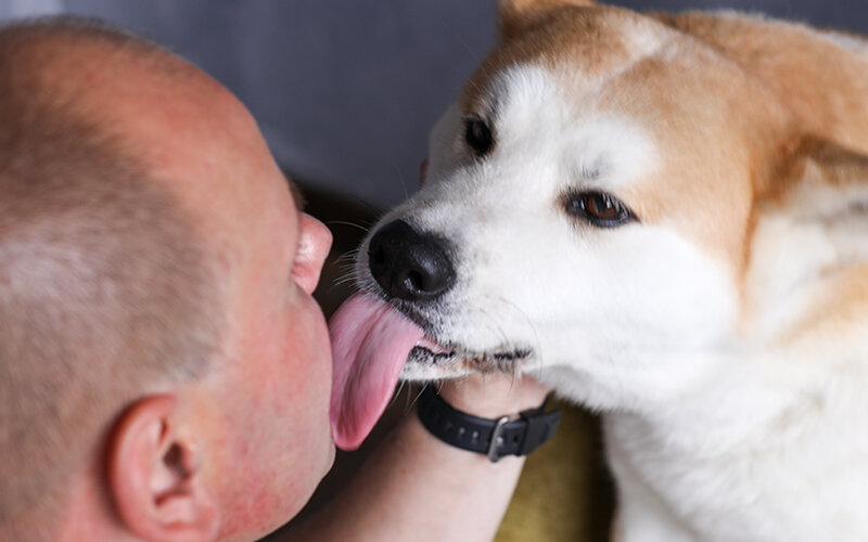Вылизывая человеку лицо, собака реализует так называемый инстинкт заботы. Фото @kinologsmirnov.ru