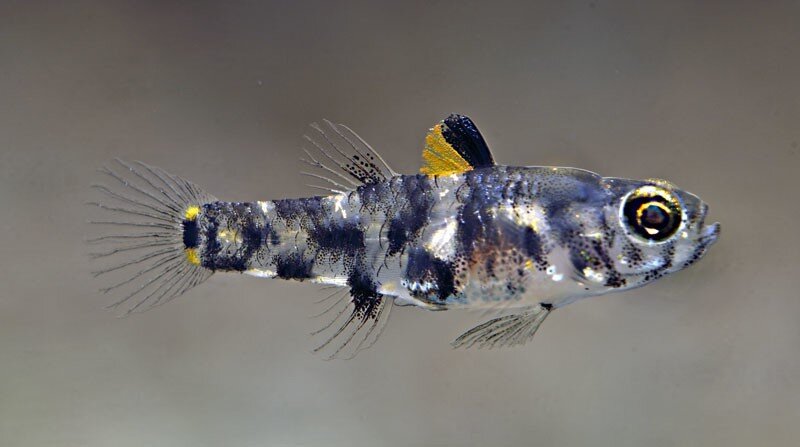 Карликовая пандака.