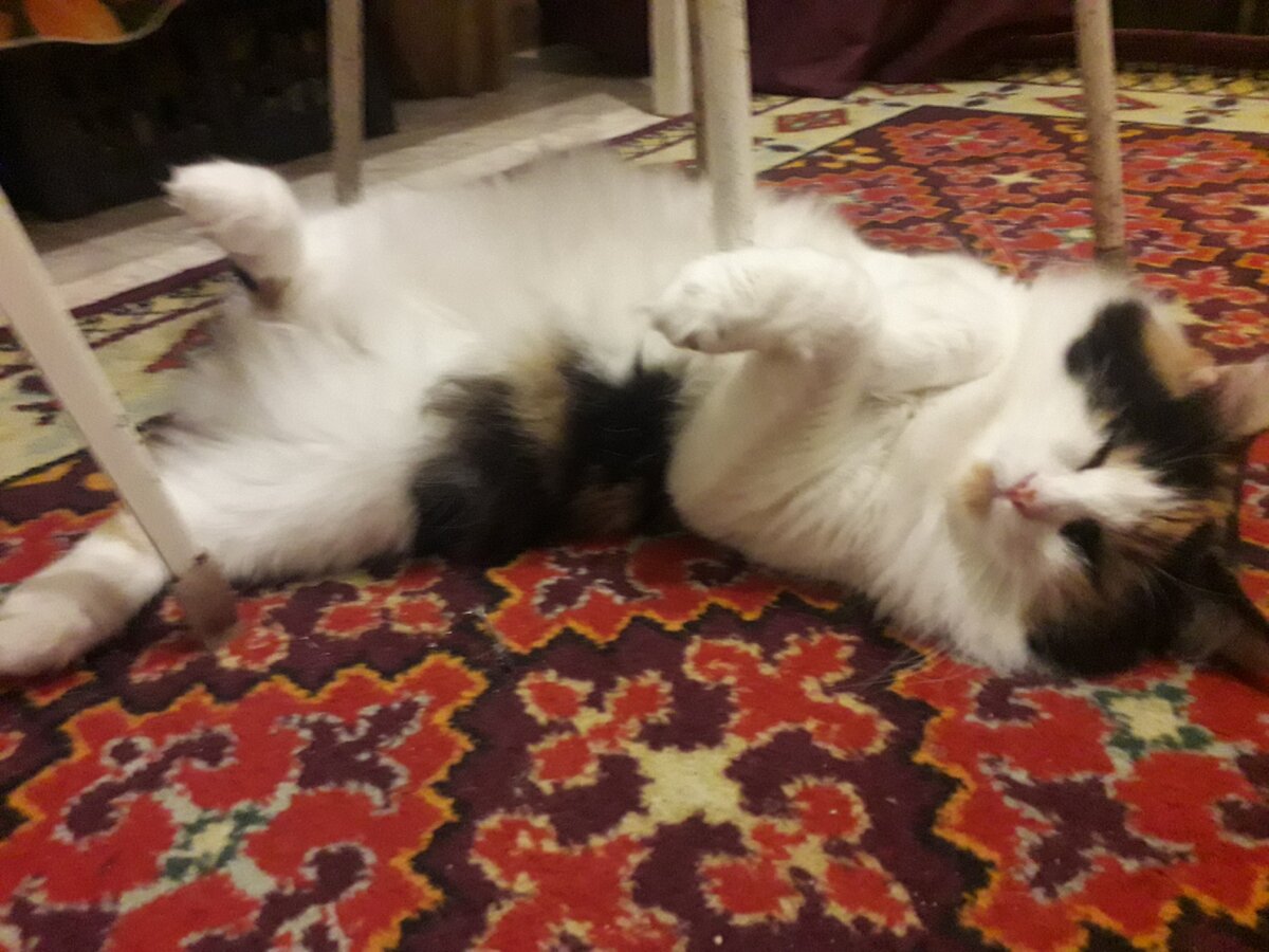 Кошка Люся. Фото после завтрака, обеда, ужина или просто так