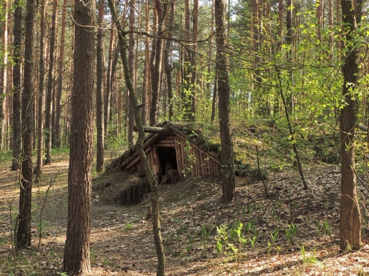 Партизанский лес. Партизанская землянка в лесу. Партизанский лагерь в лесу. Лагерь Партизан в лесу. Клетнянский Партизанский лес.